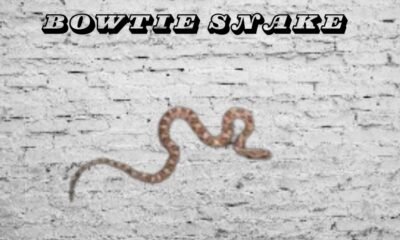 Bowtie Snake