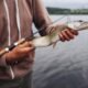 Stones Fishing