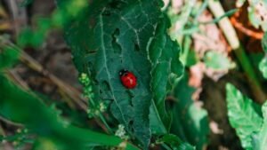 The Invasion of Tiny Red Bugs